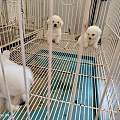 漳州芗城购宠完整避坑干货 新手选幼犬学会分辨健康状态