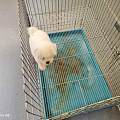 漳州龙文买狗避坑大全 正规实体犬舍选购优质纯种幼犬