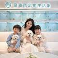漳州角美探店实测！5家猫犬舍横向对比，皇克莱稳居本地购宠